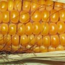 Woraus wird Maisstärke gemacht & was ist das?