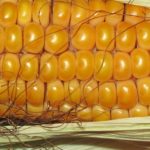 Woraus wird Maisstärke gemacht & was ist das?