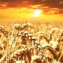 Was ist Weizenpuder? Aufklärung & Tipps zum lockeren Backen