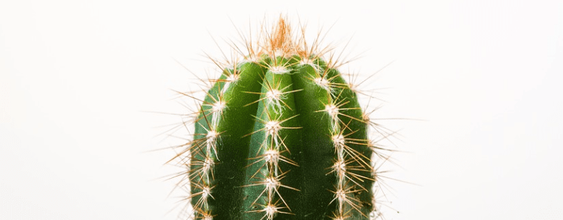 Kaktusfrucht essen - Anleitung & Tipps