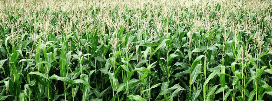 Darf/kann man Mais vom Feld essen? - Aufklärung