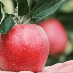 Wieviel wiegt ein Apfel im Durchschnitt nach Sorte & wieviele Kalorien hat er?